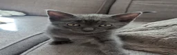 Mixed Breed cats for sale: 3 beautiful kittens remaining  - Advert 1