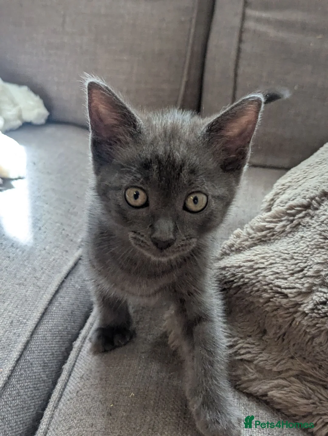 Mixed Breed cats for sale: 3 beautiful kittens remaining  - Advert 1