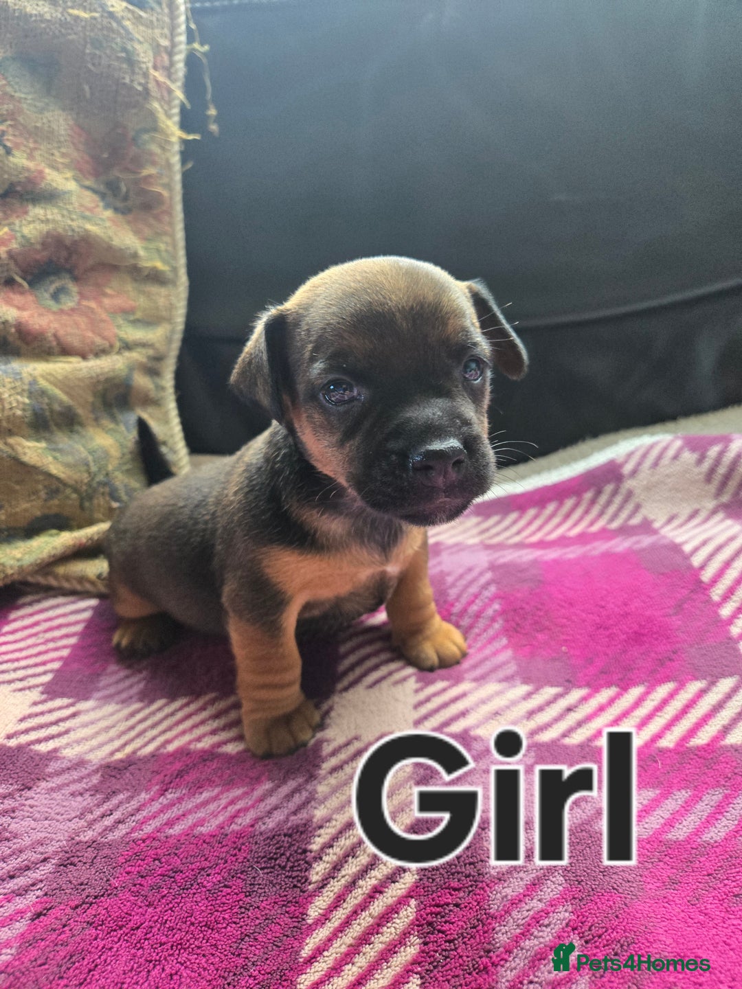 Jack Russell dogs for sale: Stunning Jack Russell Pups - Image 2