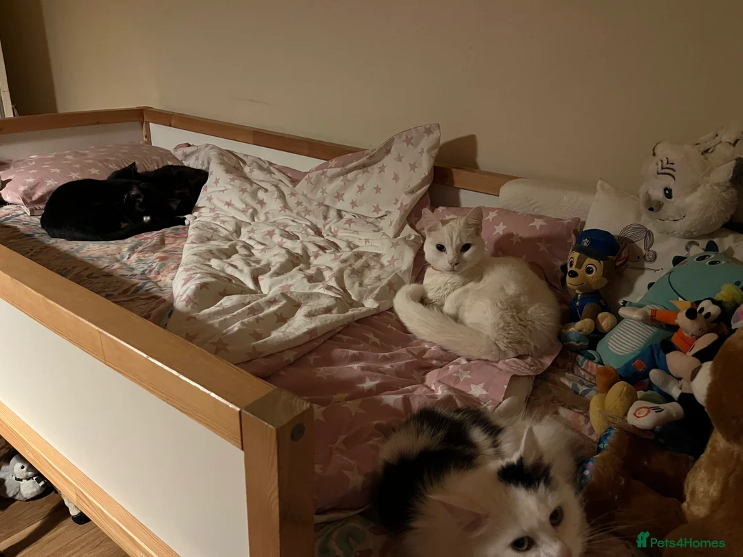 Mixed Breed cats for sale: Urgent 4 cats for rehome (can go separate if need) - Advert 14