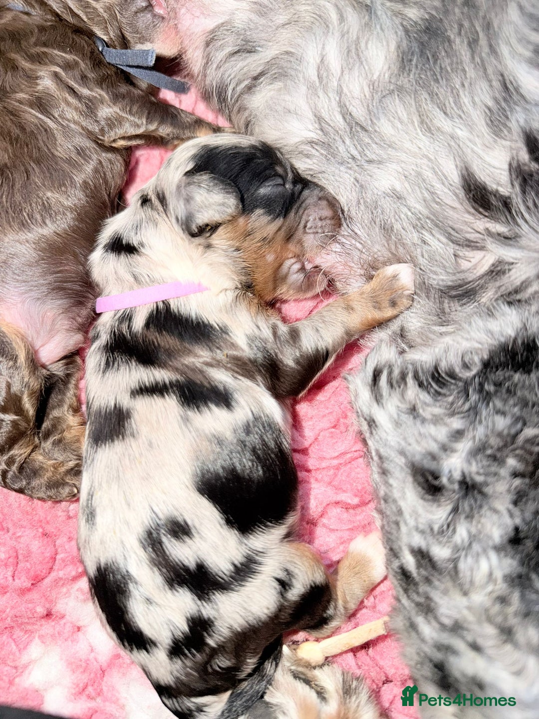 Cavapoo dogs for sale: STUNNING FULLY HEALTH TESTED F1B CAVAPOO  - Advert 22