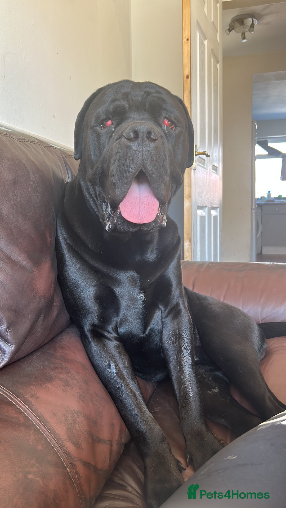 Cane Corso dogs for sale: Loving home needed for cane corso and pug  - Advert 3