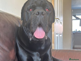 Cane Corso dogs Loving home needed for cane corso - Advert 5