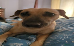 Mixed Breed dogs for sale: Owner passed away  - Image 2