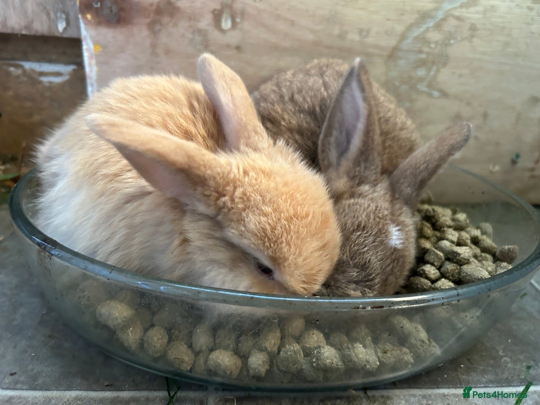 Dwarf Lop rabbits for sale: Baby bunnies looking for forever homes - Image 11