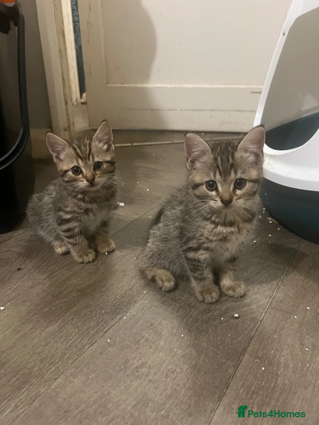 British Shorthair cats for sale: British shorthair cross kittens in Market Rasen - Advert 5
