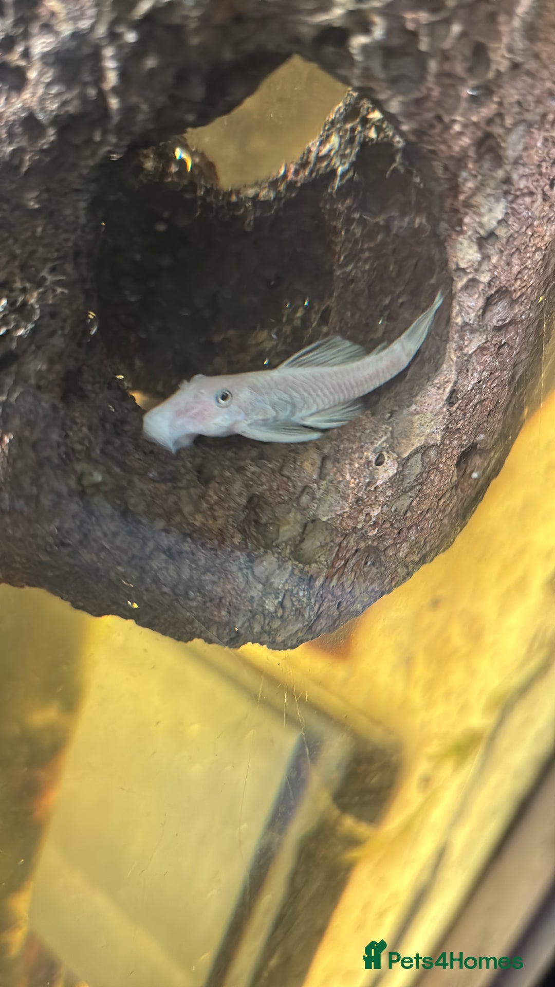 Plecos fish for sale: Snow White sf Bristlenose Pleco. Female - Advert 2