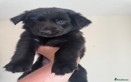 Mixed Breed dogs for sale: 6 Female Puppies  - Image 6
