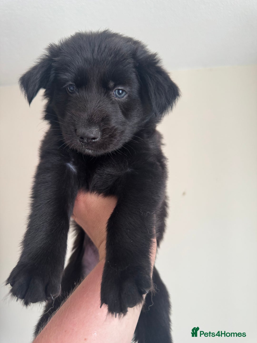 Mixed Breed dogs for sale: 6 Female Puppies  - Image 6