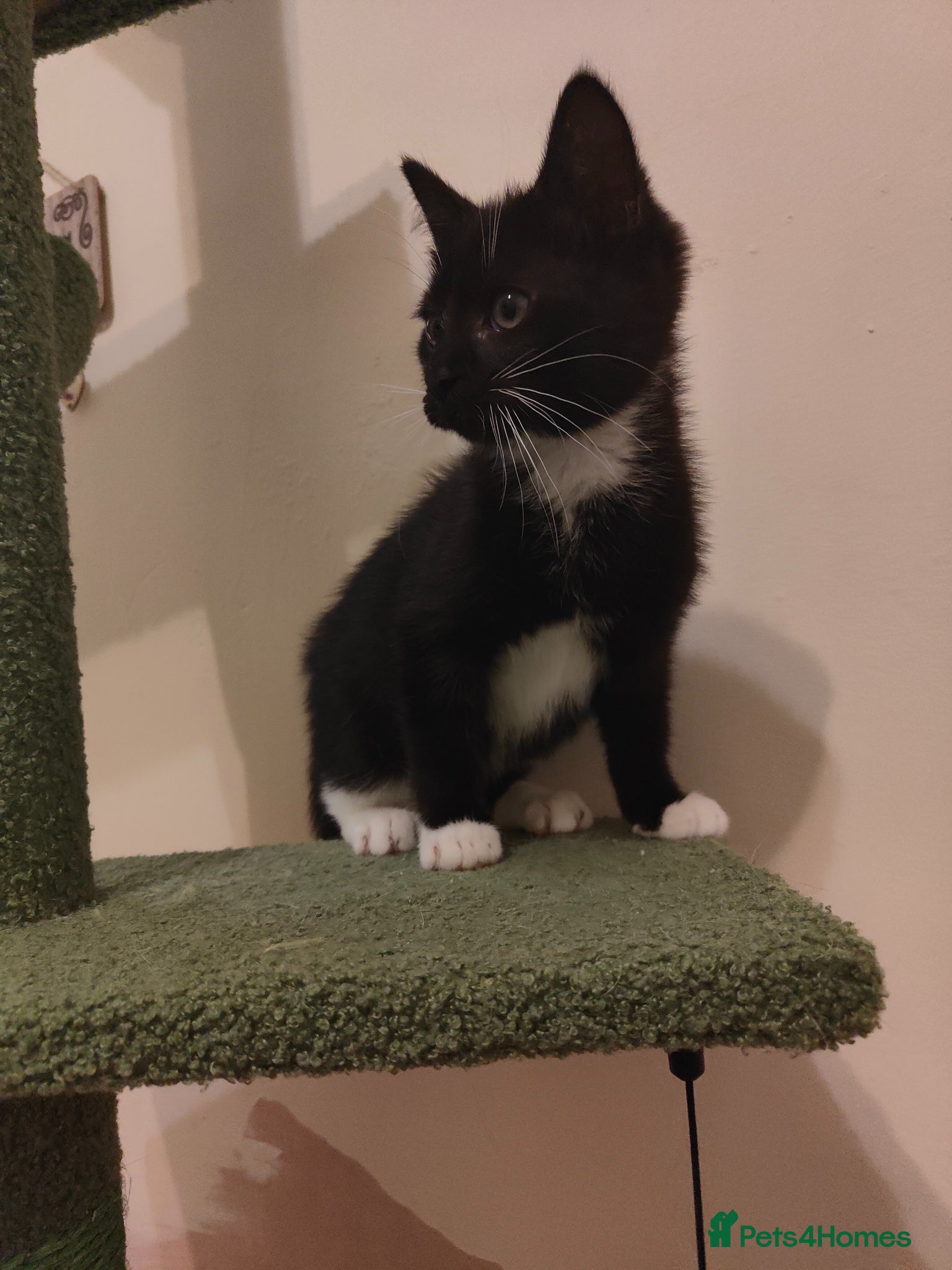 Mixed Breed cats Kittens ready for their forever home. - Advert 4