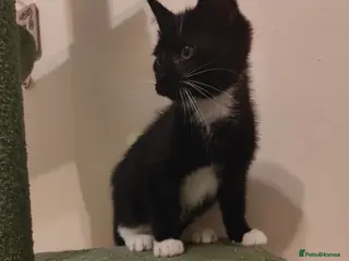 Mixed Breed cats Kittens ready for their forever home. - Advert 4