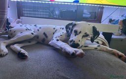 Mixed Breed dogs for sale: 3 dogs for sale! - Image 7