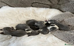 Miniature Dachshund dogs for sale: Mini Miniture dachound  - Image 6