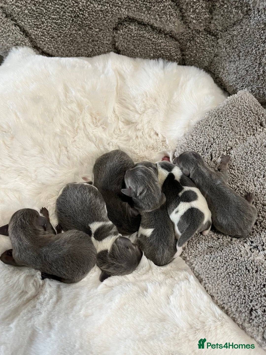 Miniature Dachshund dogs for sale: Mini Miniture dachound  - Image 6