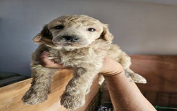 Standard Poodle dogs for sale: Stunning 5* Standard chunky poodle puppies 🐶  - Image 8