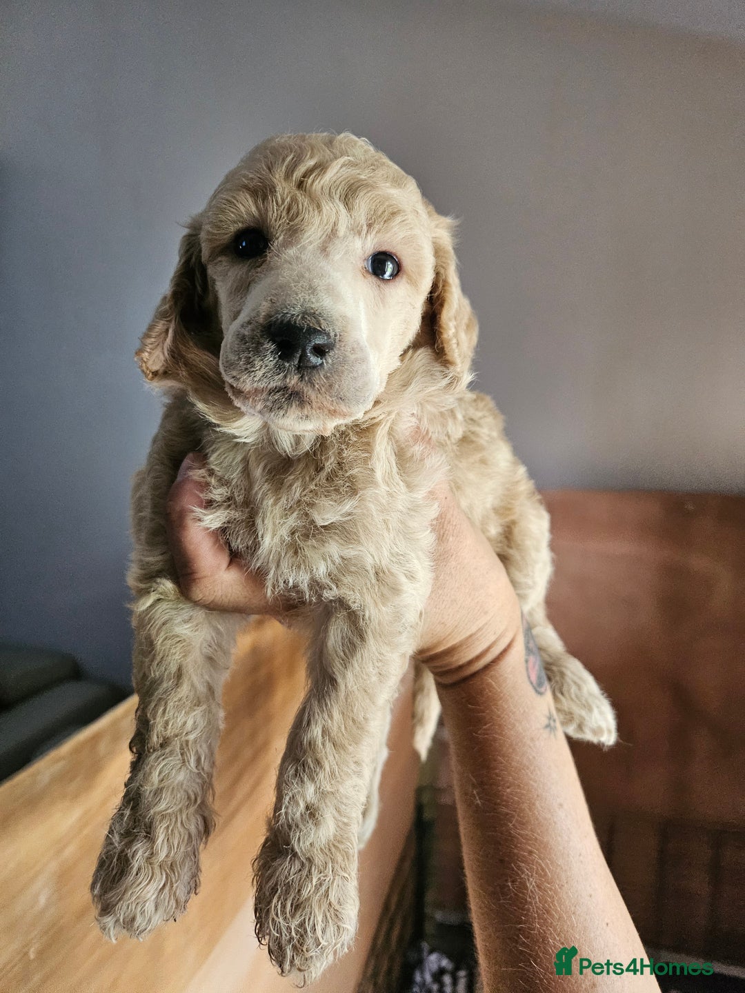 Standard Poodle dogs for sale: Stunning 5* Standard chunky poodle puppies 🐶  - Image 8