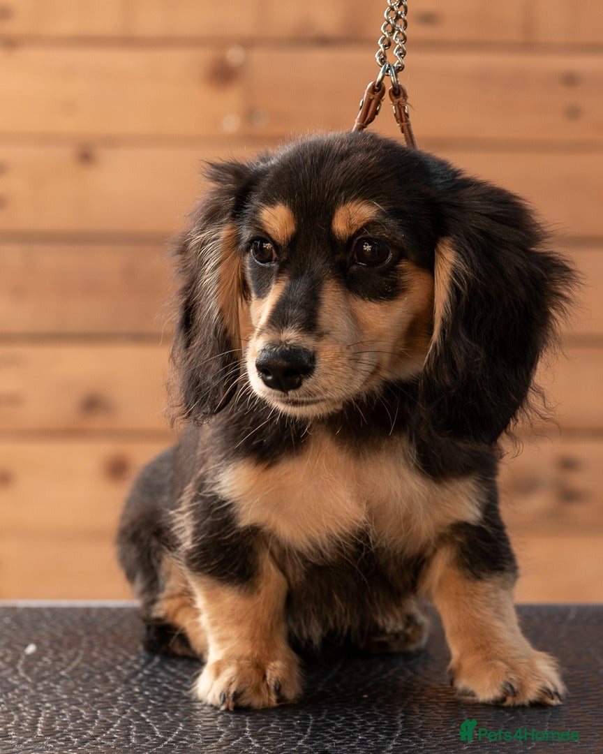 Miniature Dachshund dogs Outstanding Long Haired Miniature Dachshund - Advert 13