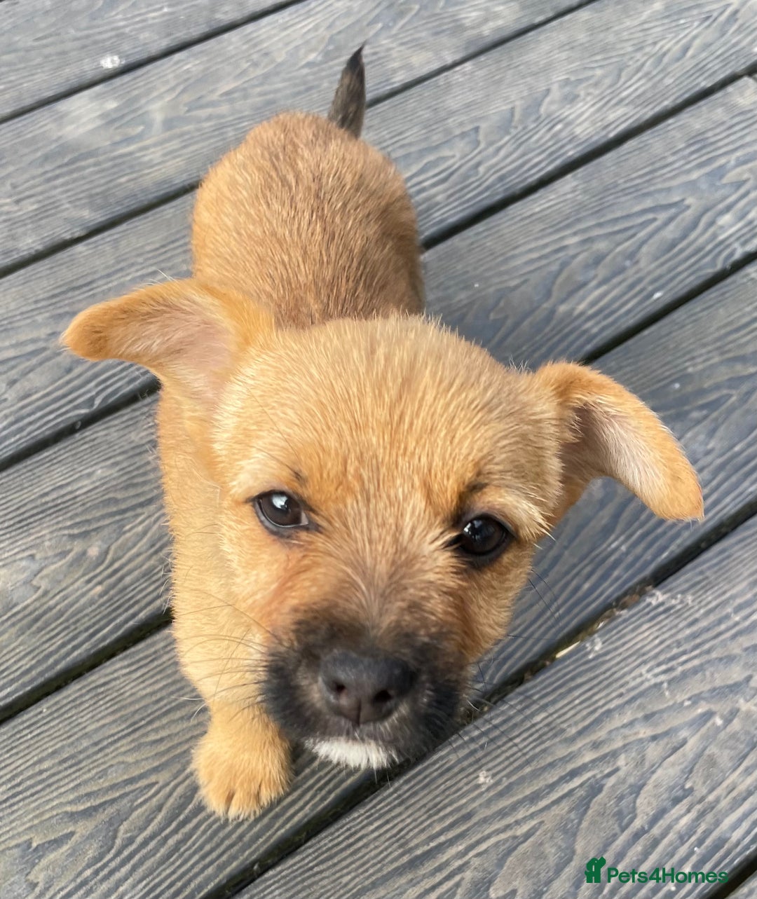 Mixed Breed dogs for sale: Corrier (Corgi X Border Terrier)  - Image 10