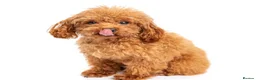 Toy Poodle dogs for stud: Asian Toy Poodle For Stud - Advert 2