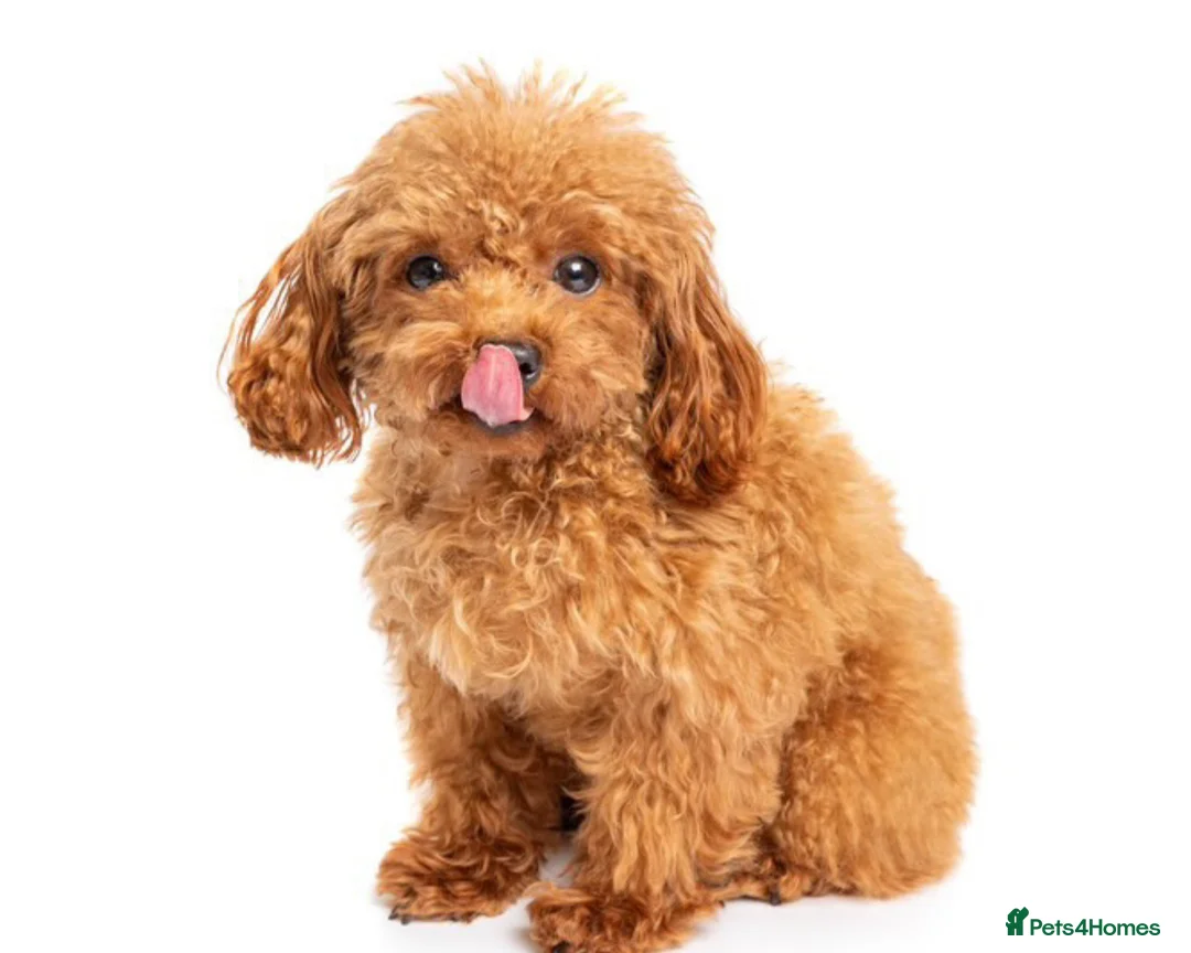 Toy Poodle dogs for stud: Asian Toy Poodle For Stud - Advert 2