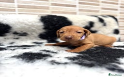 Hungarian Vizsla dogs for sale: 10 Hungarian Vizsla puppies - 6 boys & 4 girls - Image 9