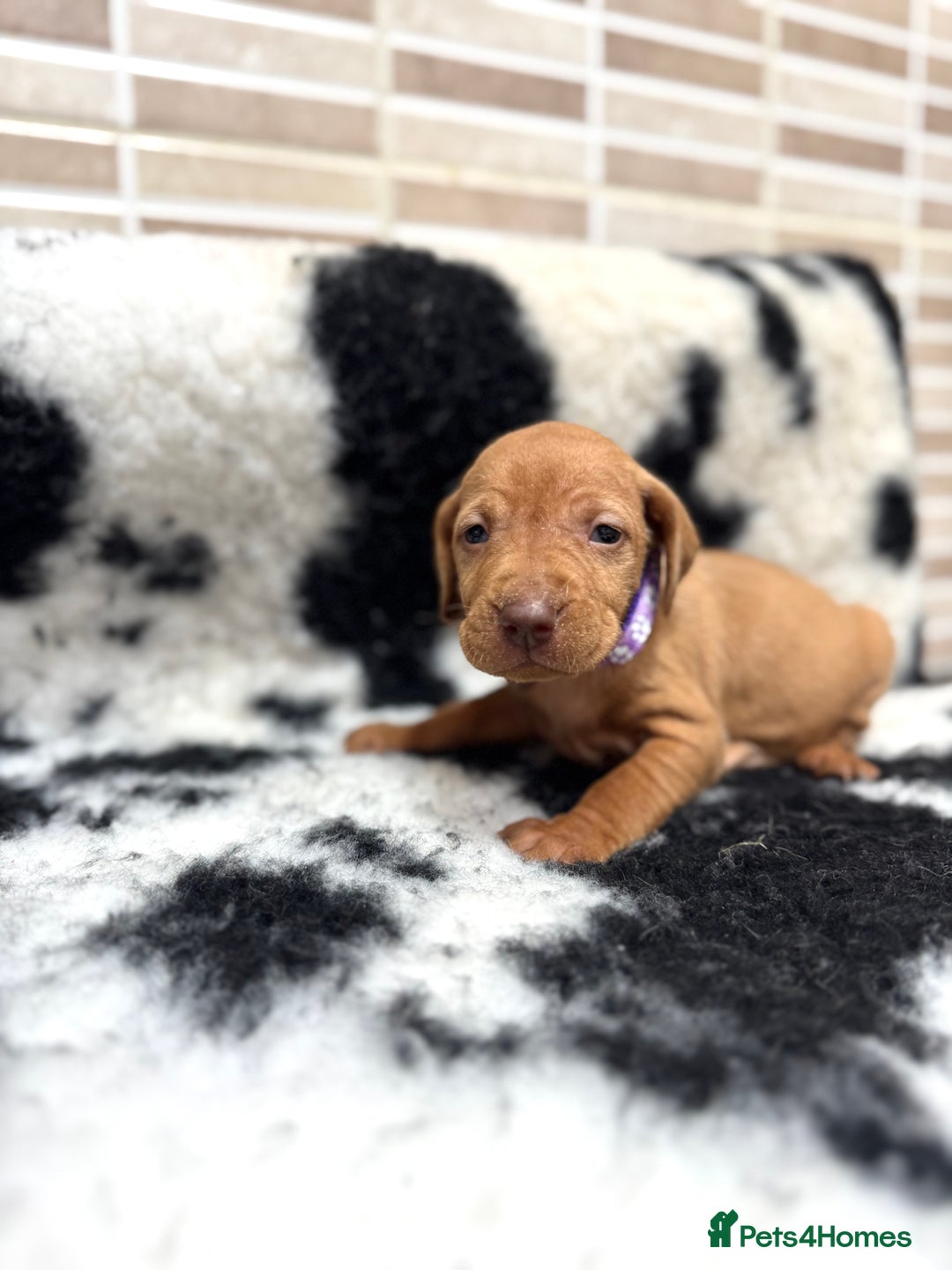 Hungarian Vizsla dogs for sale: 10 Hungarian Vizsla puppies - 6 boys & 4 girls - Image 9