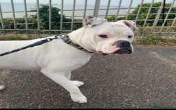 American Bulldog dogs for sale: Meet Blu Our American Bulldog - Image 2