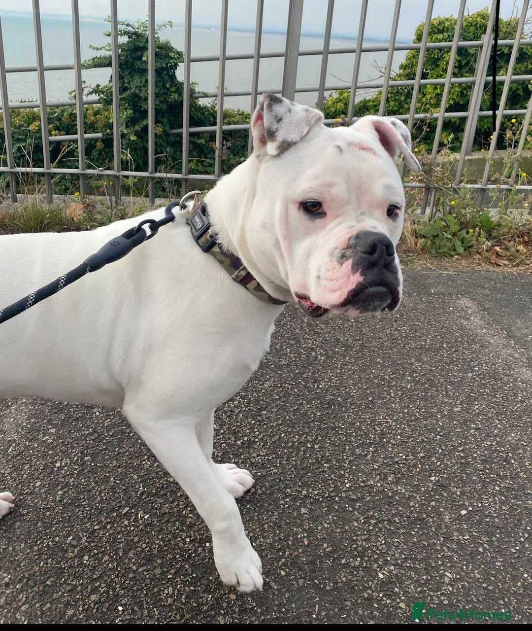 American Bulldog dogs for sale: Meet Blu Our American Bulldog - Image 2