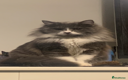 Mixed Breed cats for sale: Rag doll cross x Turkish angora  - Image 5