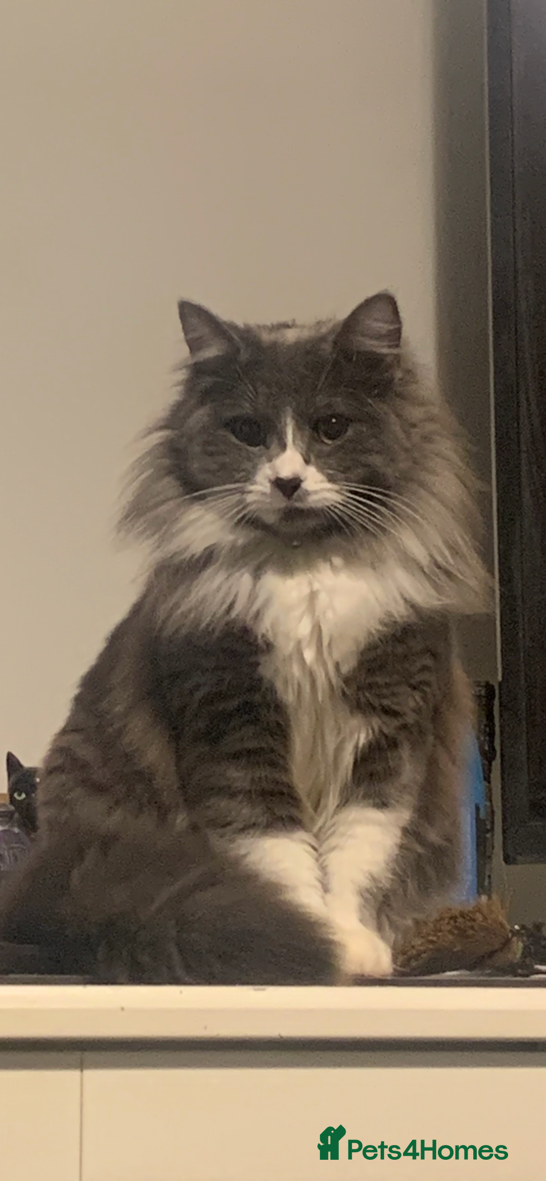 Mixed Breed cats for sale: Rag doll cross x Turkish angora  - Image 5