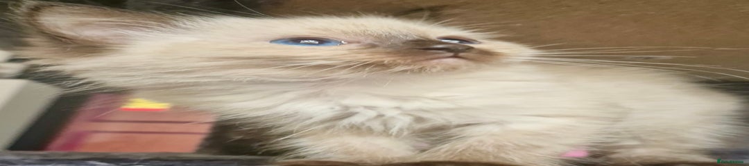 Ragdoll Kitten 5