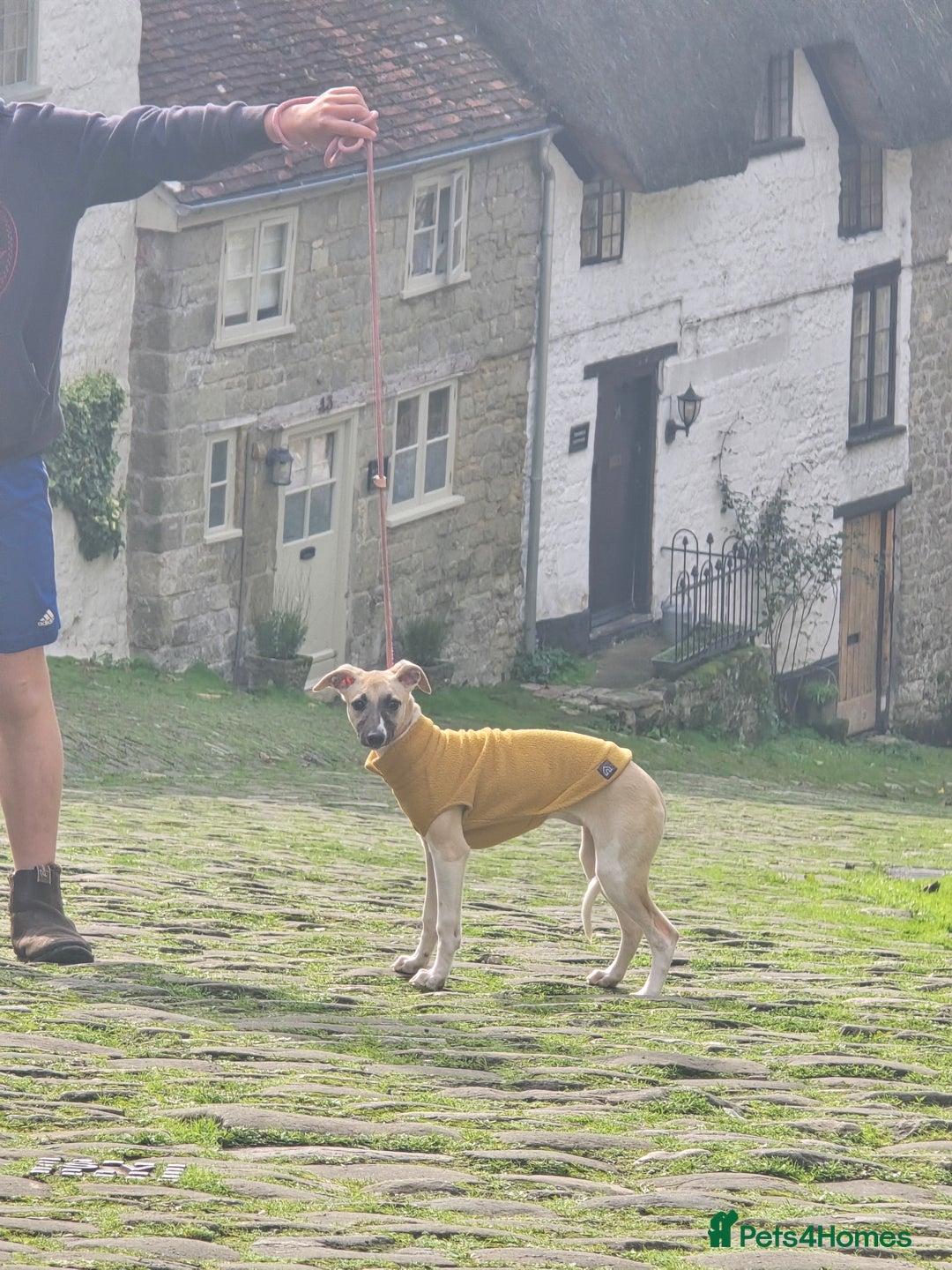 Whippet dogs for sale: Mouse the kc reg whippet female. - Image 21