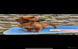 Miniature Dachshund dogs for sale: Champion Sired Show Quality Shaded Red Boys  - Image 4