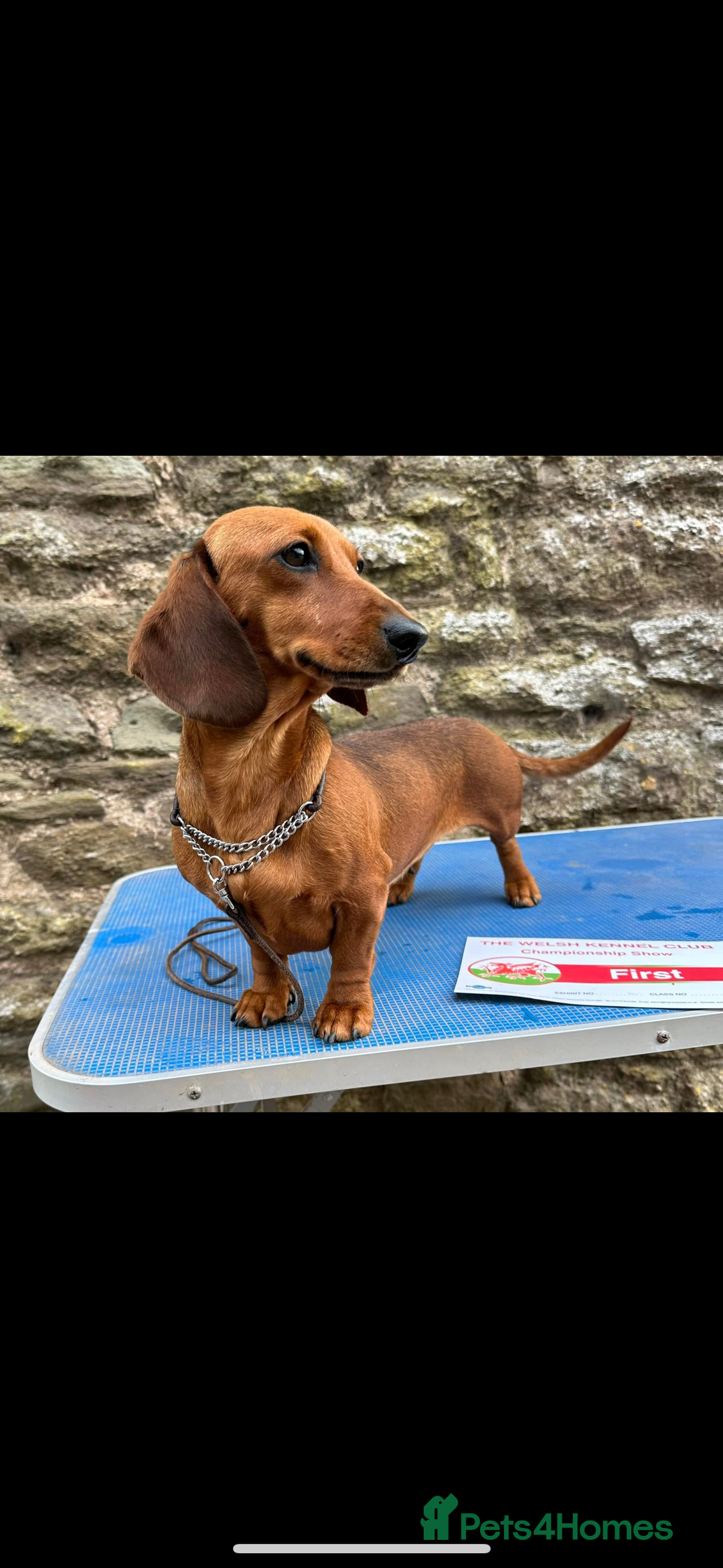 Miniature Dachshund dogs for sale: Champion Sired Show Quality Shaded Red Boys  - Image 4