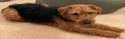 Welsh Terrier dogs for sale: Stunning female Welshie KC reg & health tested - Advert 2