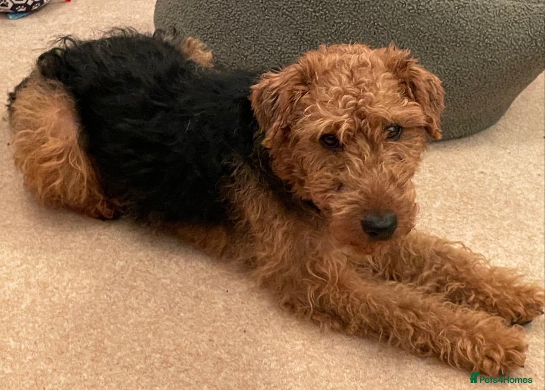 Welsh Terrier dogs for sale: Stunning female Welshie KC reg & health tested - Advert 2
