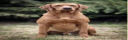 Labrador Retriever dogs for sale: KC Labrador pups for sale - Advert 8
