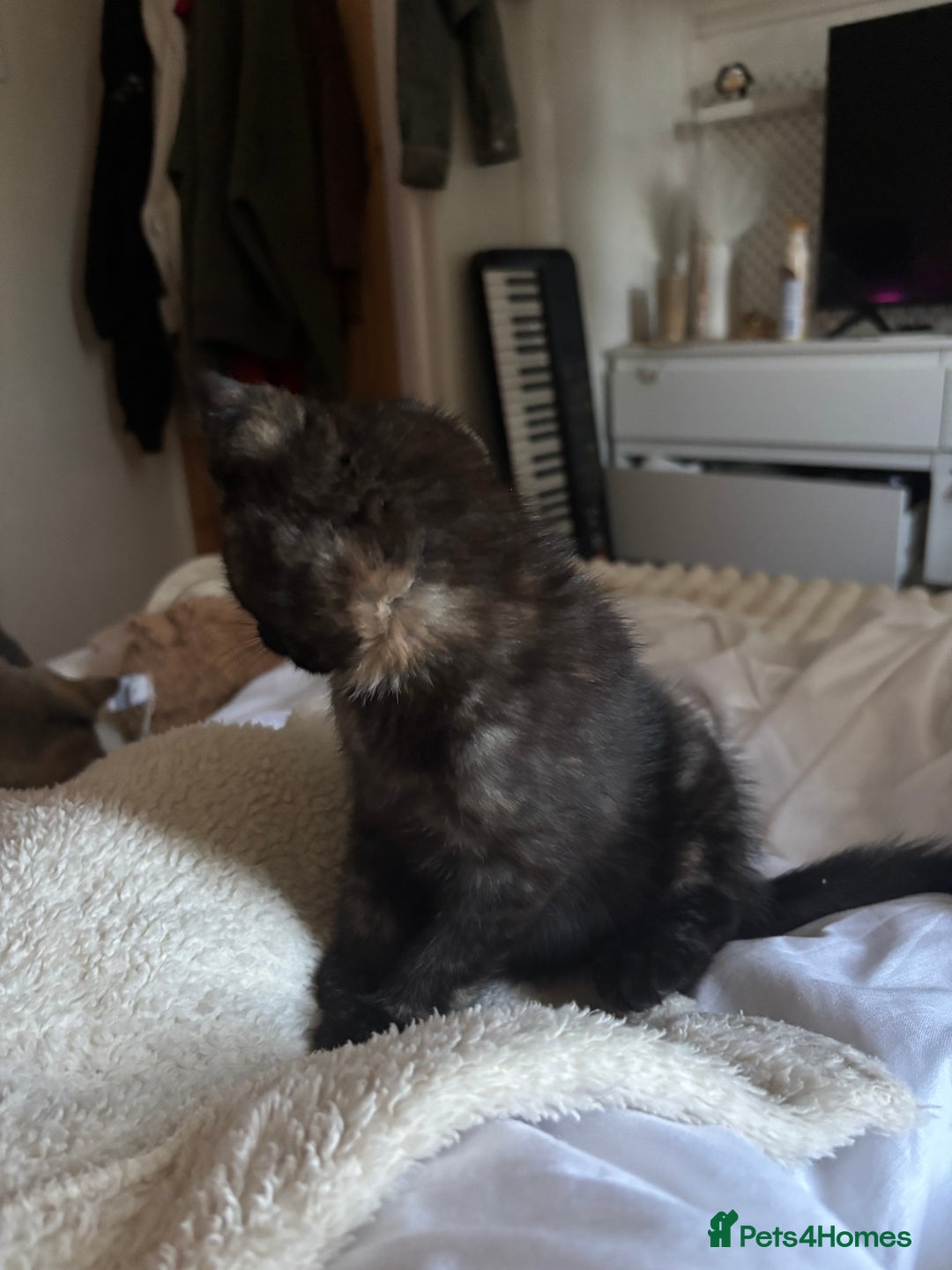Mixed Breed cats for sale: Tortoiseshell mixed breed kitten  - Advert 4