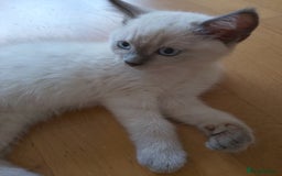 Ragdoll cats for sale: Ragdoll and BSH rare colour kittens (5 left) - Image 4