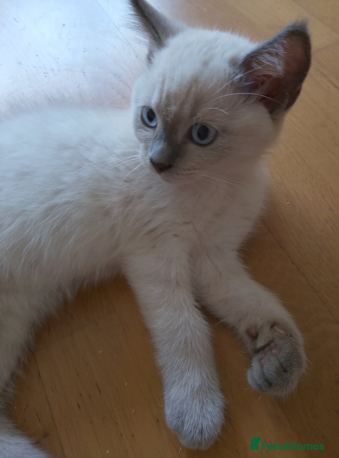 Ragdoll cats for sale: Ragdoll and BSH rare colour kittens (5 left) - Image 4