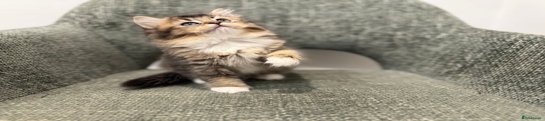 British Longhair Kitten 4