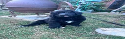 Mixed Breed dogs for sale: LABERNESE puppies (****READY NOW ***) - Advert 3