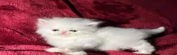 Persian cats for sale: cute Persian kittens looking for a home  - Advert 9