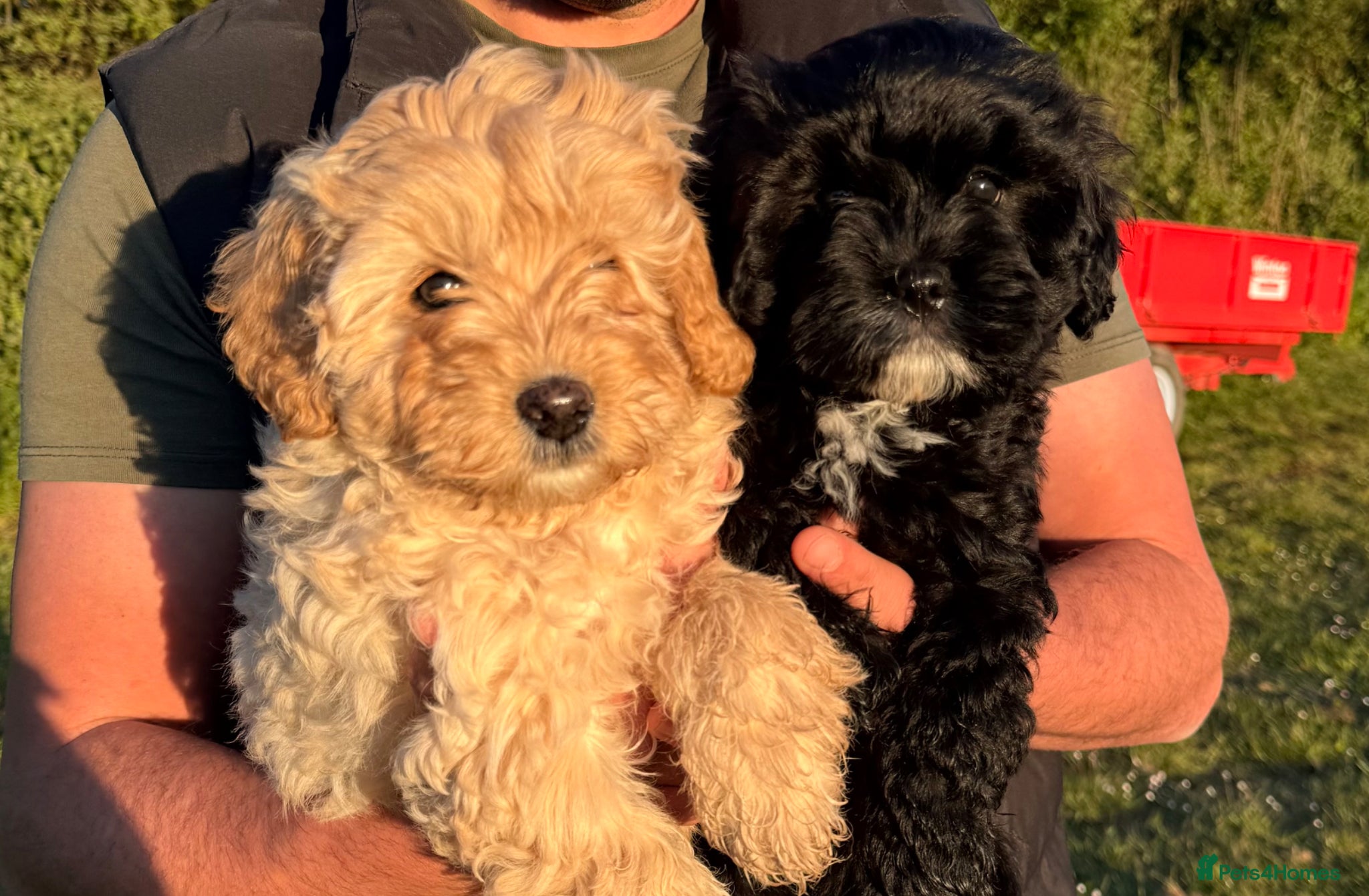 Cavapoo dogs Last Girl ❤️🐾 Ready to leave! - Advert 2