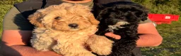 Cavapoo dogs for sale: Last Girl ❤️🐾 Ready to leave! - Advert 2