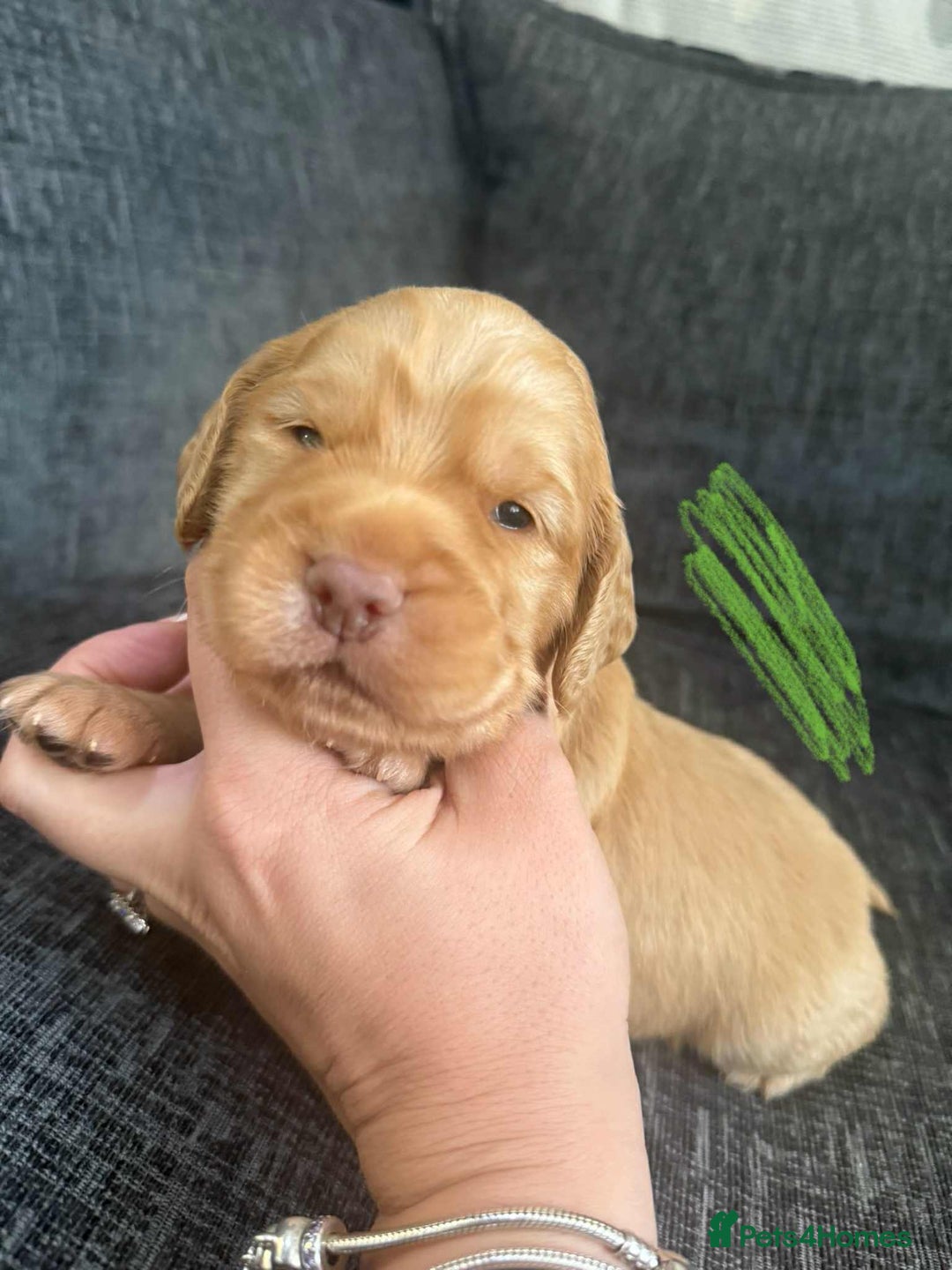 Cocker Spaniel dogs for sale: Working cocker spaniels - Image 12