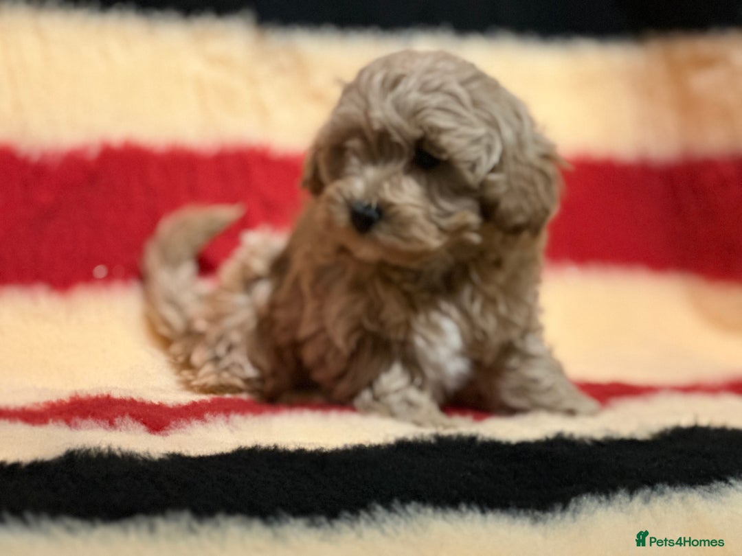 Mixed Breed dogs for sale: Beautiful Cavapoochon litter  - Advert 5