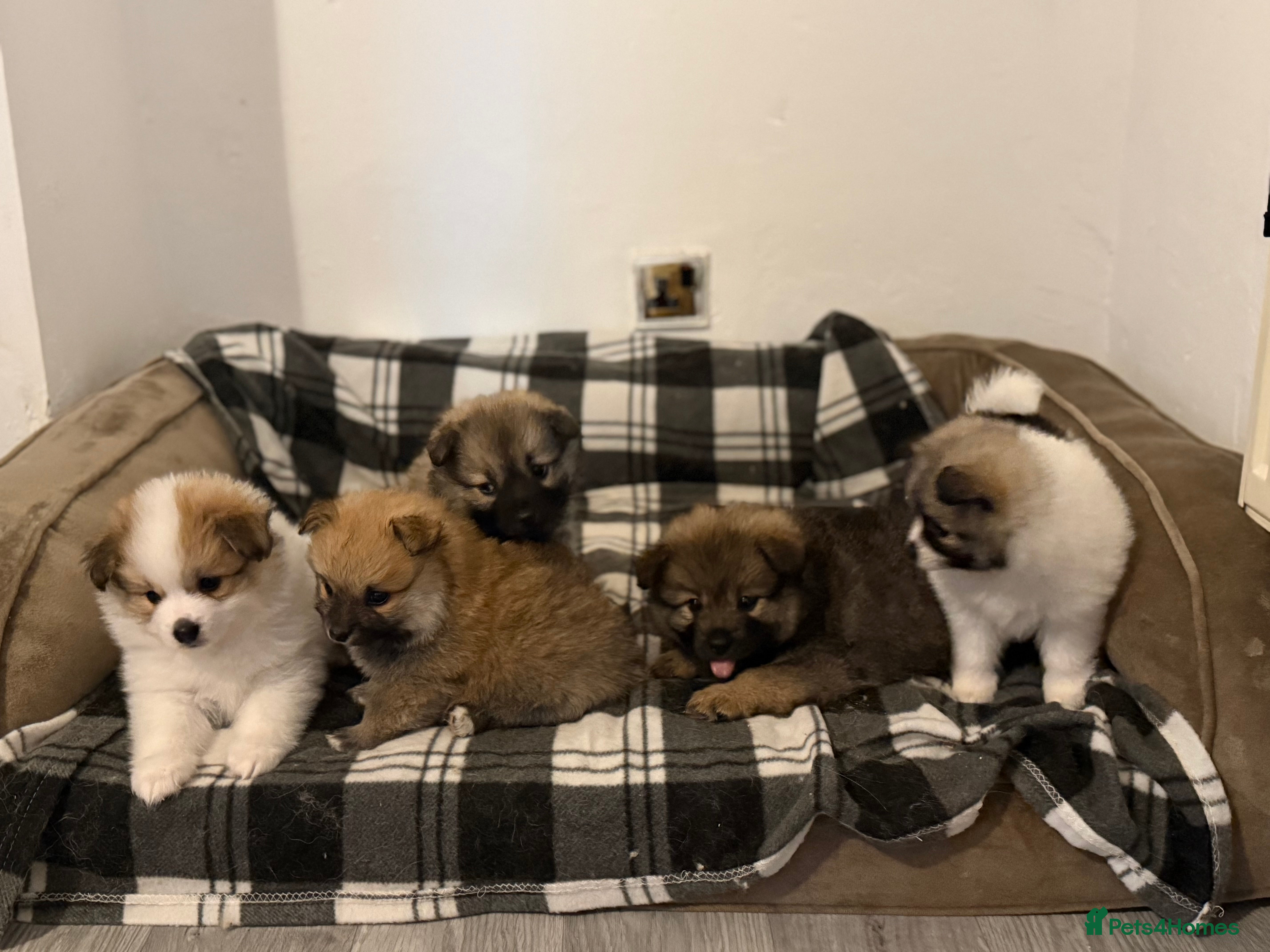 Pomeranian dogs Pomeranian Puppies for Sale 🐾 - Advert 7