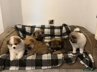 Pomeranian dogs Pomeranian Puppies for Sale 🐾 - Advert 6