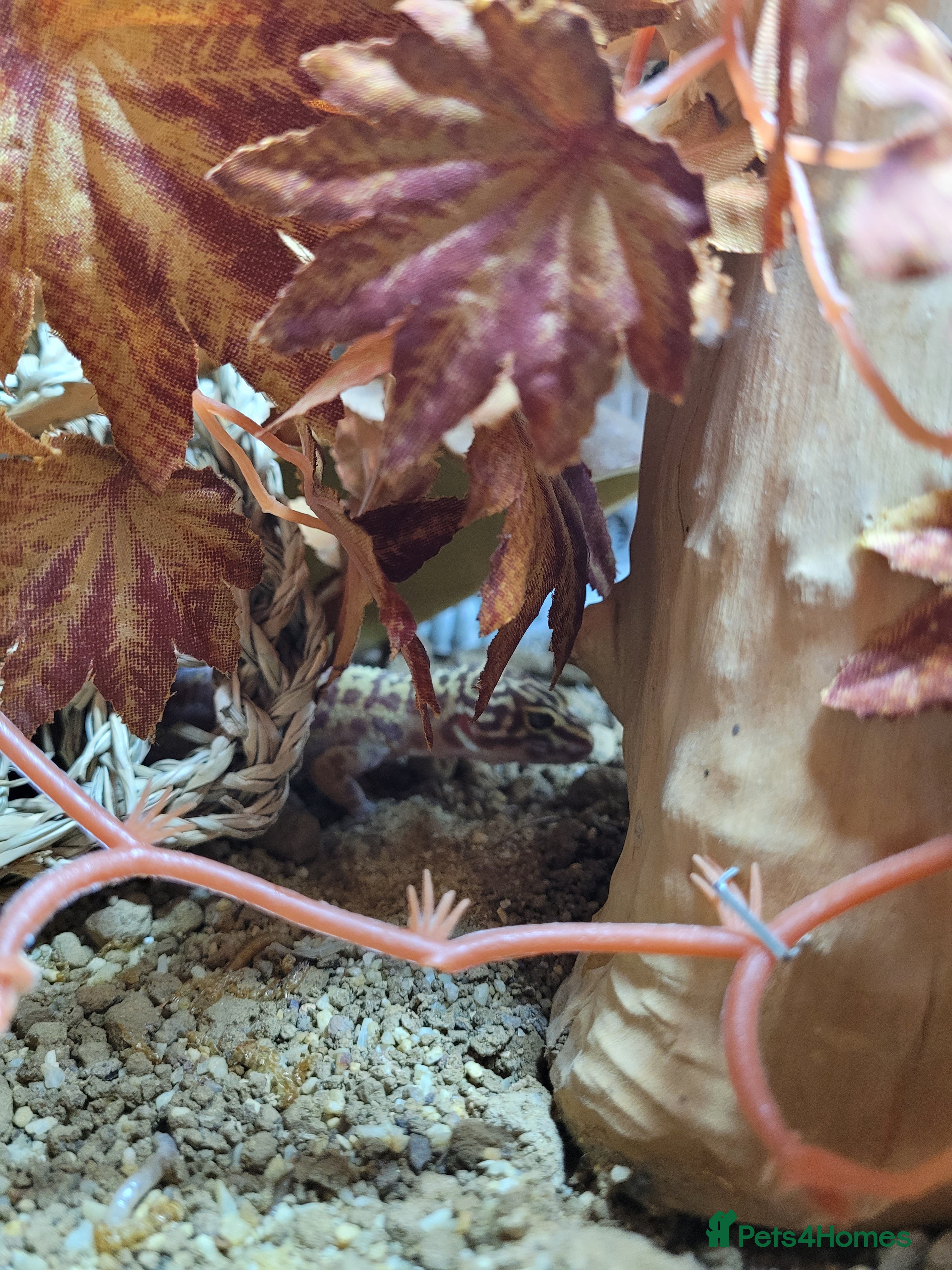 Gecko reptiles Leopard gecko - Advert 1